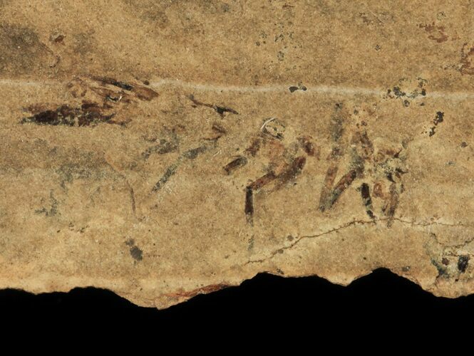 Pennsylvanian Fossil Shrimp (Uronectes) - Kinney Quarry, NM #80448